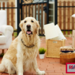 Tips for Moving With Your Pet